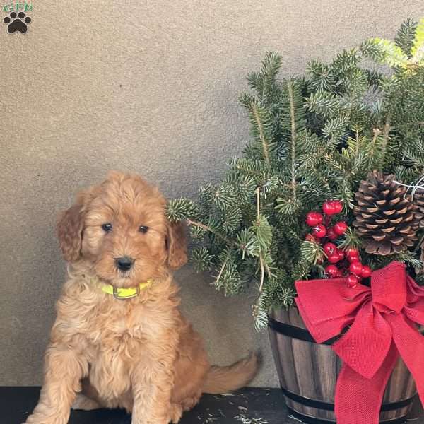 Daisy, Goldendoodle Puppy