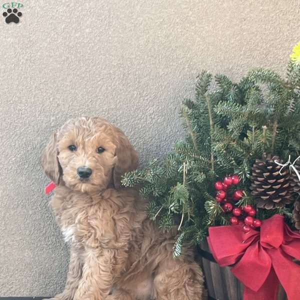 Faye, Goldendoodle Puppy
