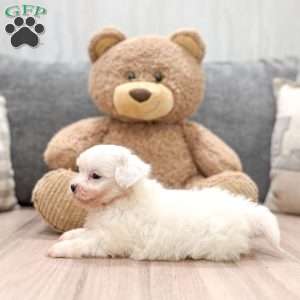 Lindor, Teddy Bear Puppy