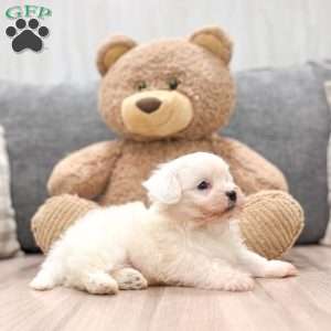 Lindor, Teddy Bear Puppy