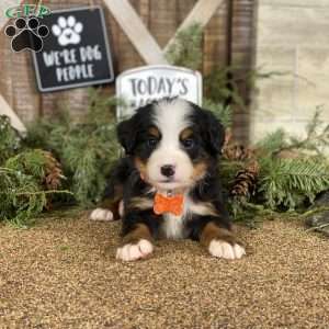 Scout, Bernese Mountain Dog Puppy