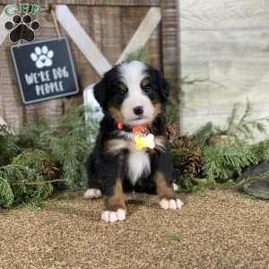 Scout, Bernese Mountain Dog Puppy