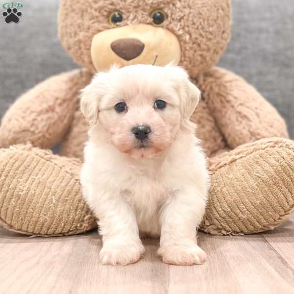 Snickers, Teddy Bear Puppy