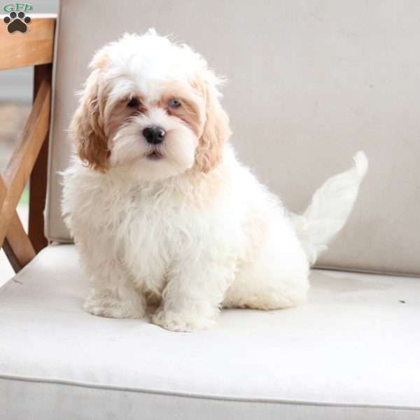 Winston, Shih-Poo Puppy