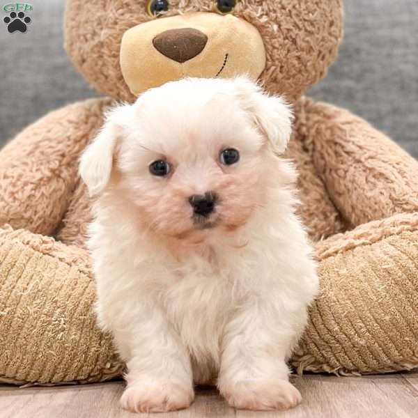 Caramel, Teddy Bear Puppy