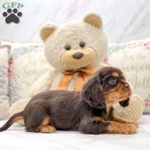 Russell, Cavalier King Charles Spaniel Puppy