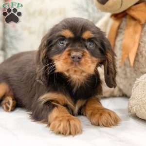 Russell, Cavalier King Charles Spaniel Puppy