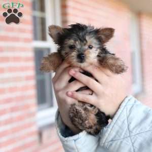 Yorkie pom for sales sale near me