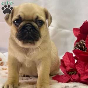 Teacup pugs for sale best sale near me