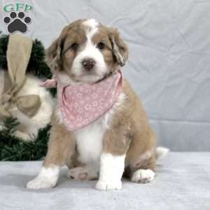 Aussiedoodle greenfield hot sale puppies