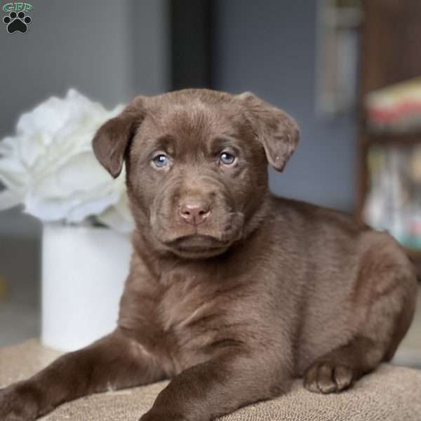 Kalina, Chocolate Labrador Retriever Puppy