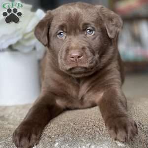 Kalina, Chocolate Labrador Retriever Puppy