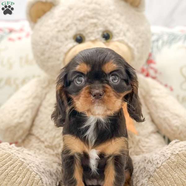 Zoey, Cavalier King Charles Spaniel Puppy