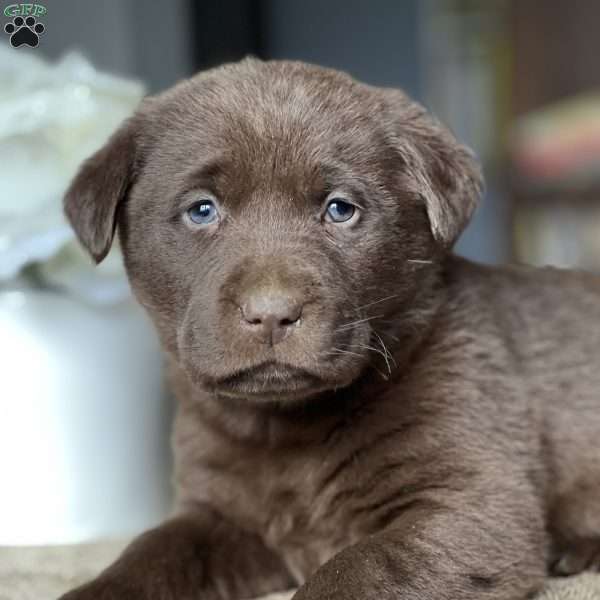 Karma, Chocolate Labrador Retriever Puppy