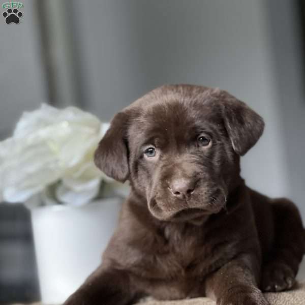 Kleo, Chocolate Labrador Retriever Puppy