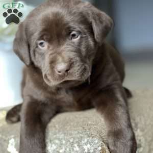 Kleo, Chocolate Labrador Retriever Puppy