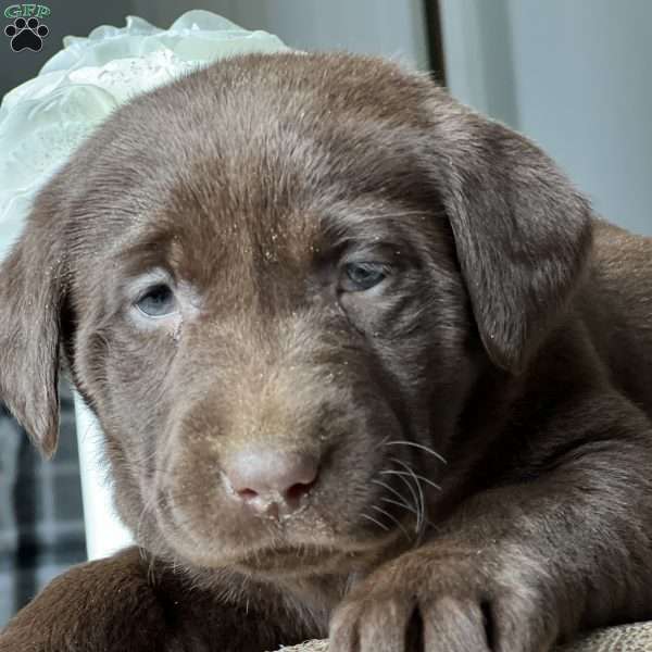 Krissy, Chocolate Labrador Retriever Puppy