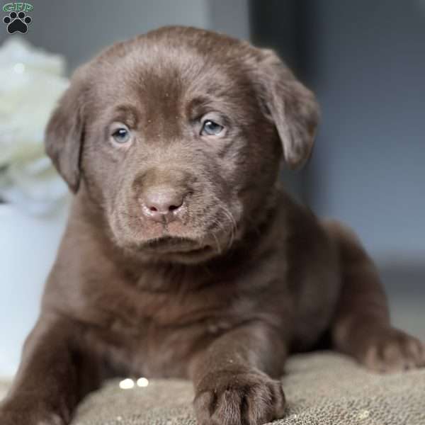 Kerry, Chocolate Labrador Retriever Puppy