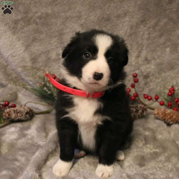 Kayla, Border Collie Puppy