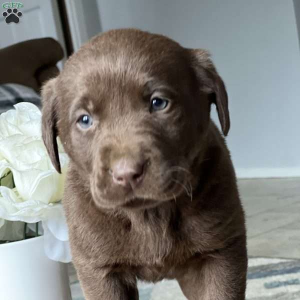 Knockout, Chocolate Labrador Retriever Puppy