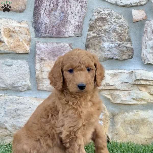 Skittles, Goldendoodle Puppy
