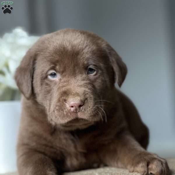 Kongo, Chocolate Labrador Retriever Puppy