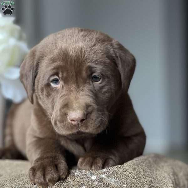 Kurt, Chocolate Labrador Retriever Puppy