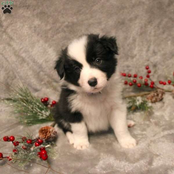 Kenneth, Border Collie Puppy