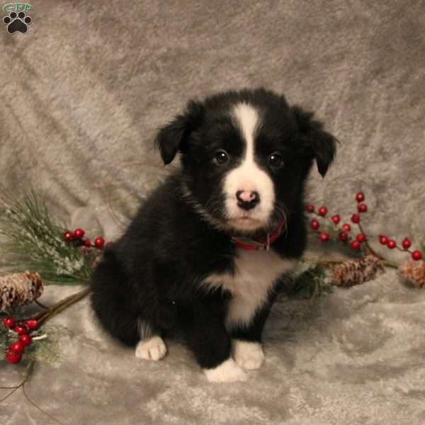 Karen, Border Collie Puppy