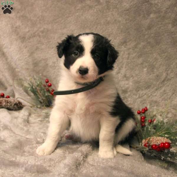 Kira, Border Collie Puppy
