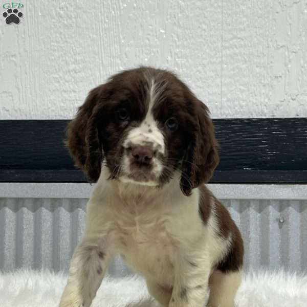 Brody, English Springer Spaniel Puppy