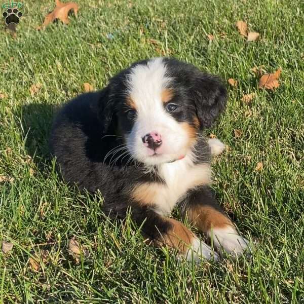 Boots, Bernese Mountain Dog Puppy