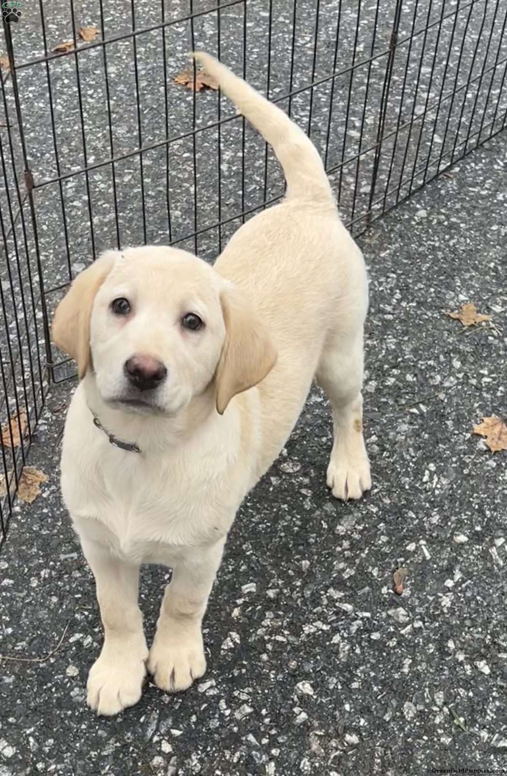 Regina Yellow Labrador Retriever Puppy For Sale in Pennsylvania