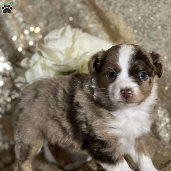 Mystic, Miniature Australian Shepherd Puppy