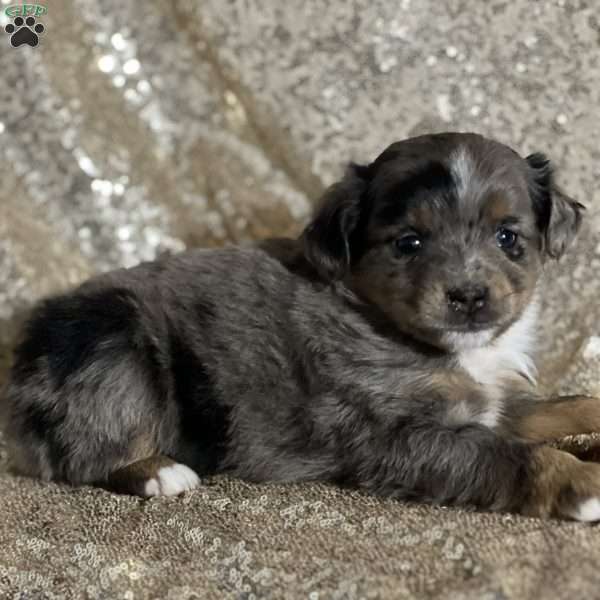 Magic, Miniature Australian Shepherd Puppy