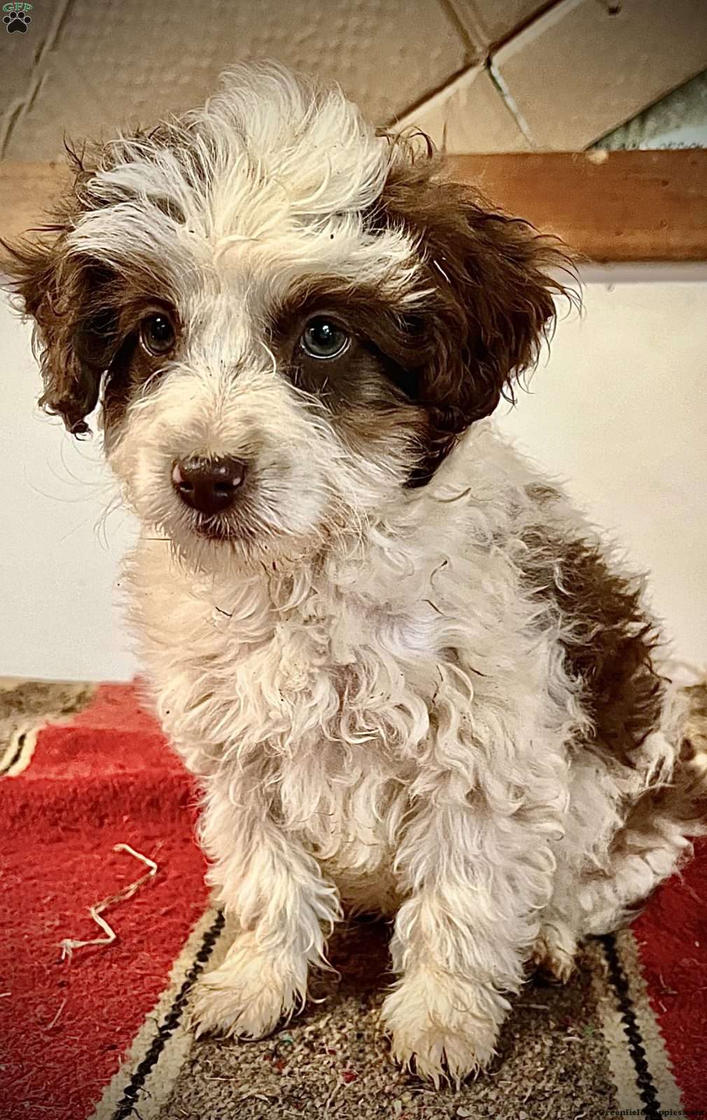 Marshmallow Mini Aussiedoodle Puppy For Sale in Pennsylvania