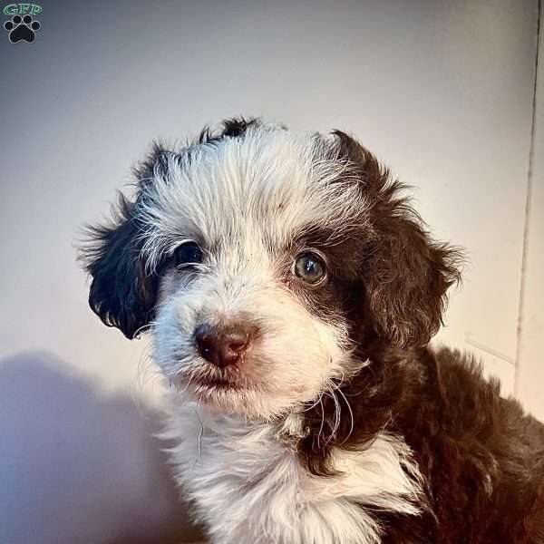Chocolette Mini Aussiedoodle Puppy For Sale in Pennsylvania