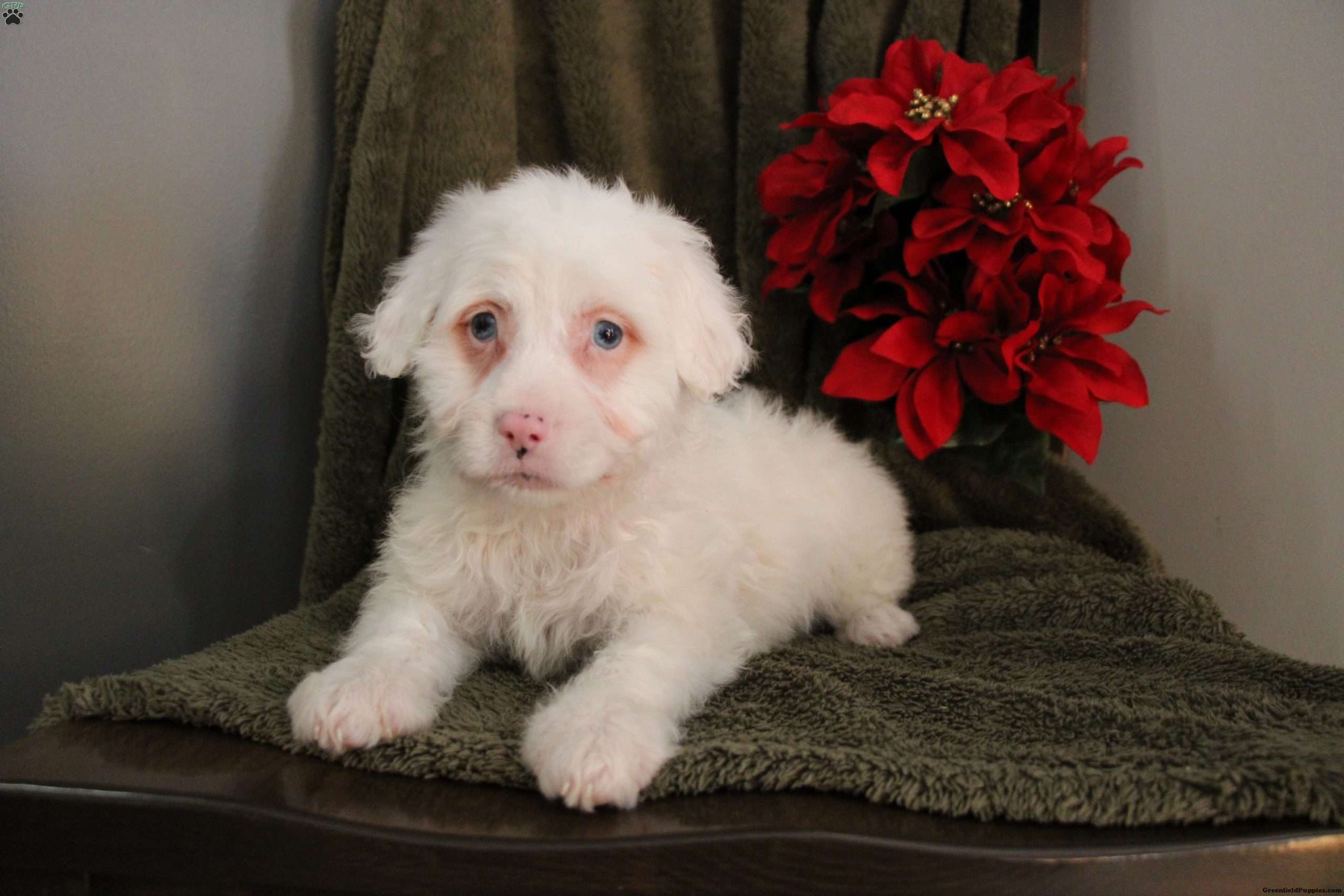 Tia - Mini Aussiedoodle Puppy For Sale in Pennsylvania