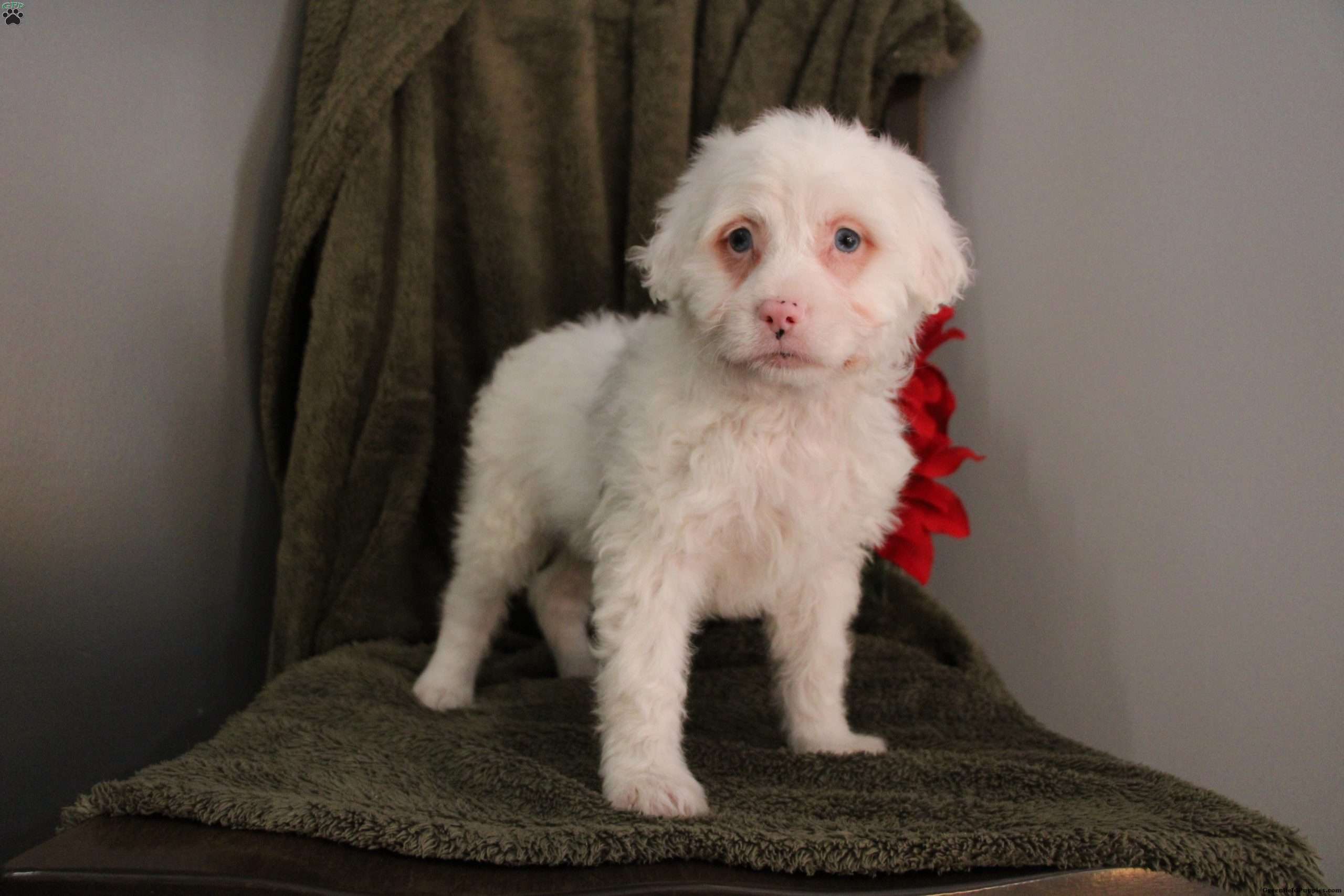 Tia Mini Aussiedoodle Puppy For Sale in Pennsylvania