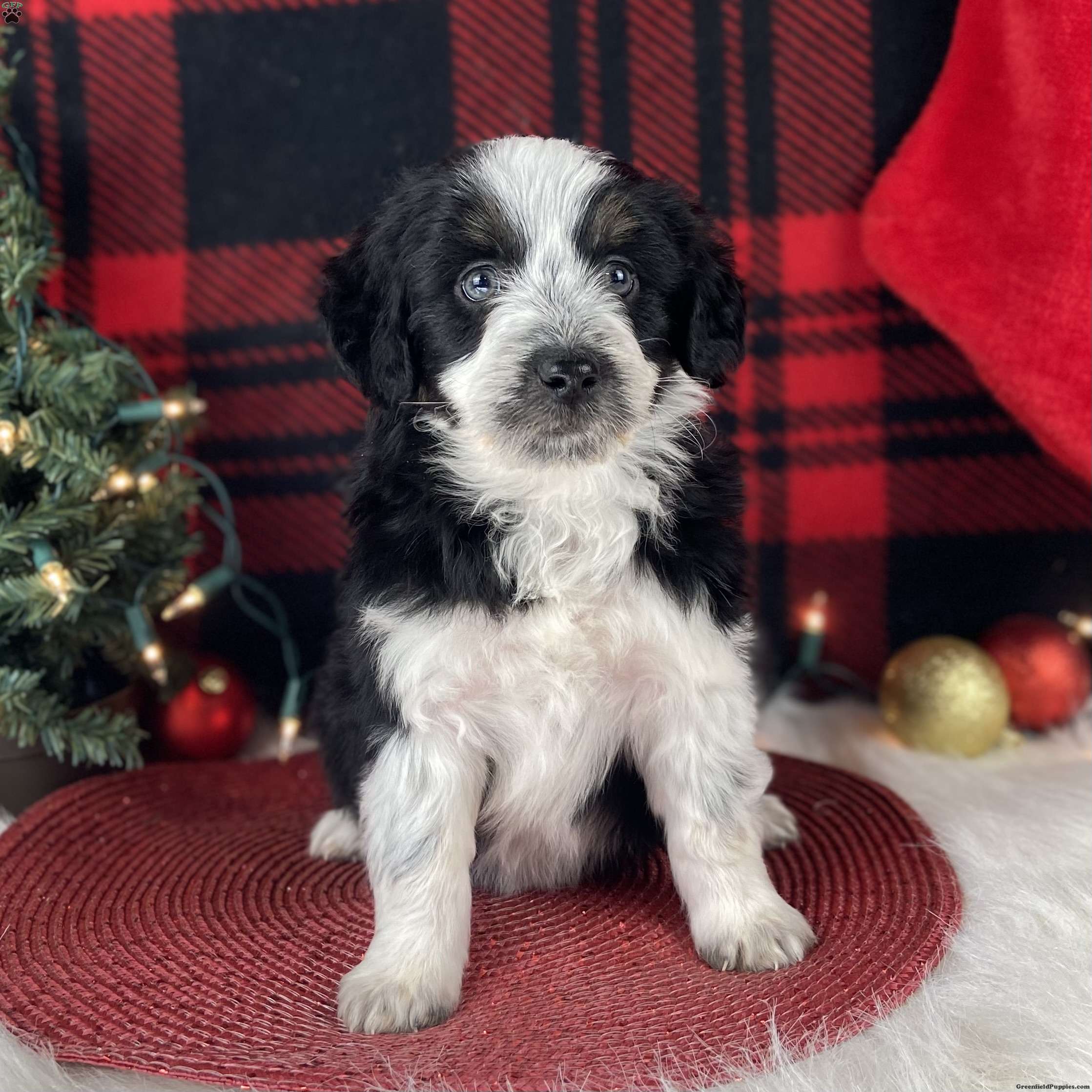 Greenfield store puppies aussiedoodle