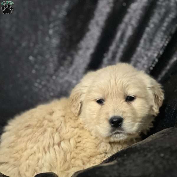Garth, Golden Retriever Puppy
