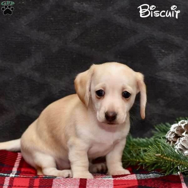 Biscuit  (mini), Dachshund Puppy