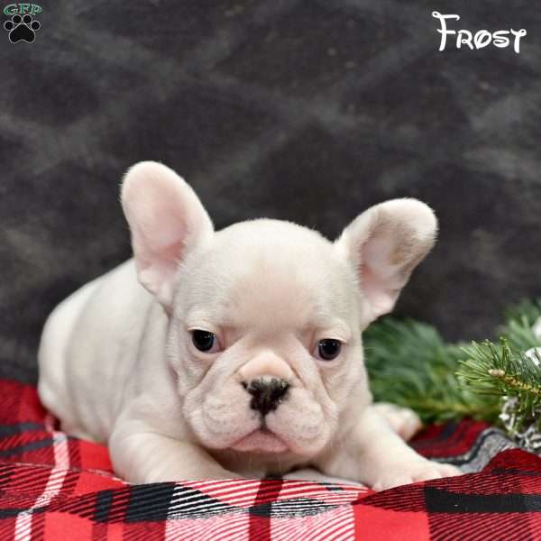 Frost, French Bulldog Puppy