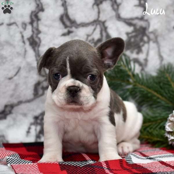 Lulu, French Bulldog Puppy