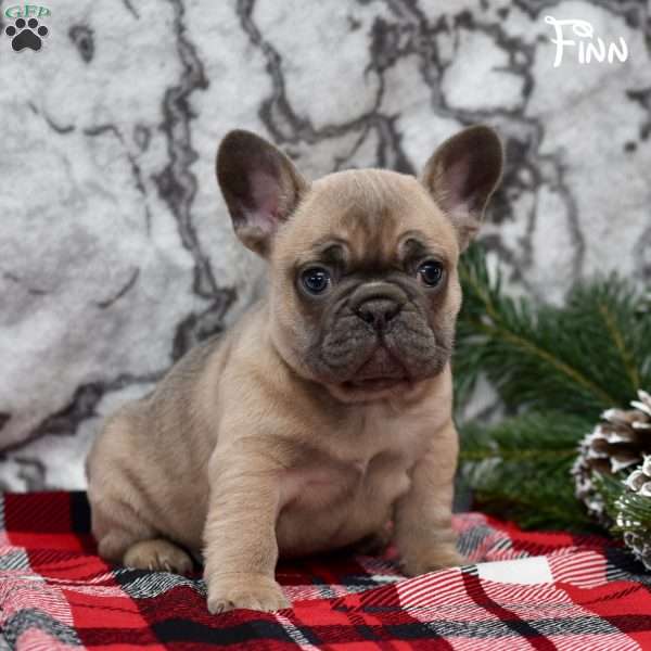 Finn, French Bulldog Puppy