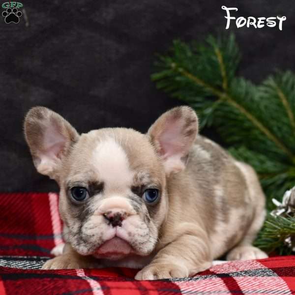 Forest, French Bulldog Puppy