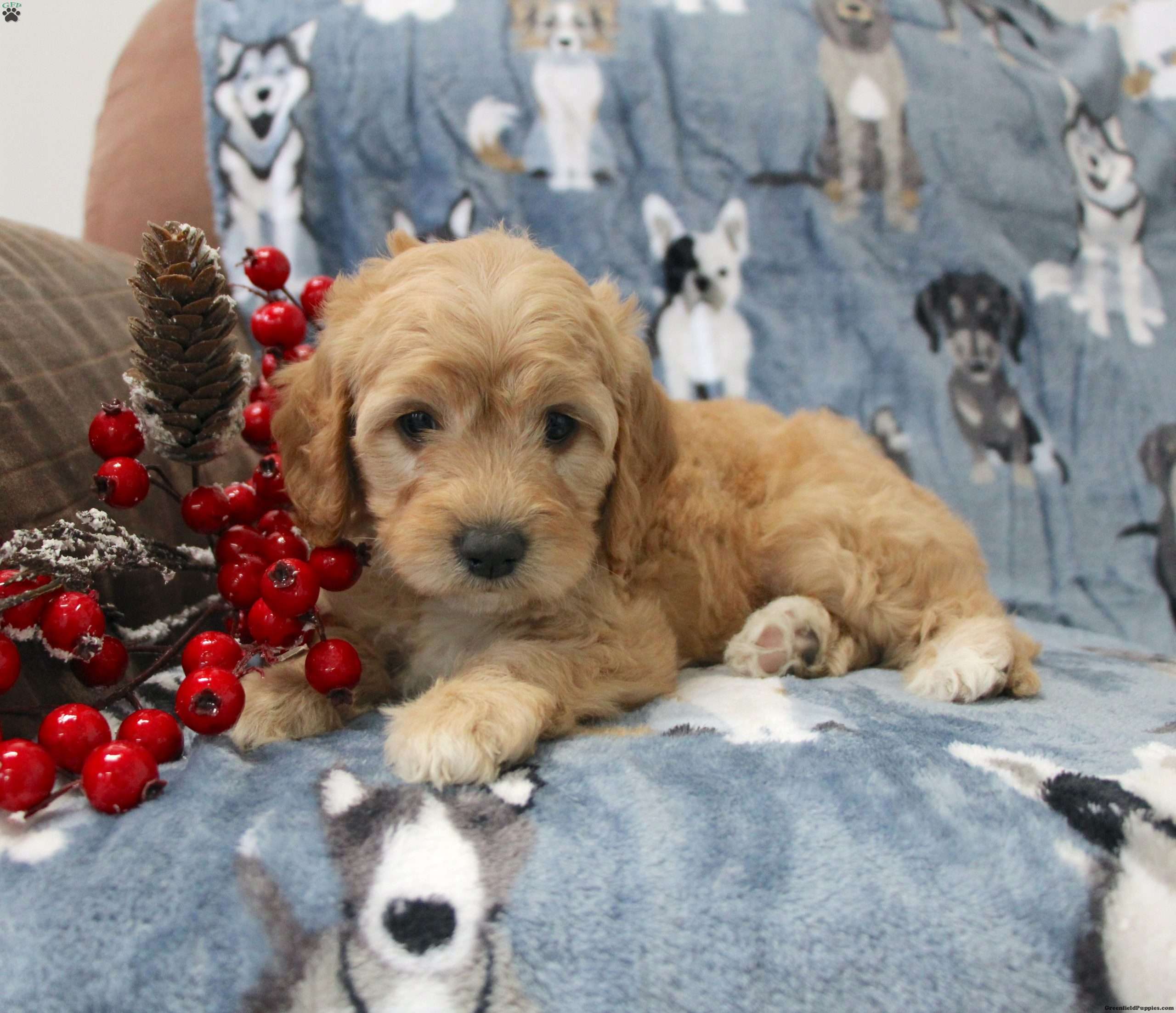 Kylie - Cavapoo Puppy For Sale in Pennsylvania