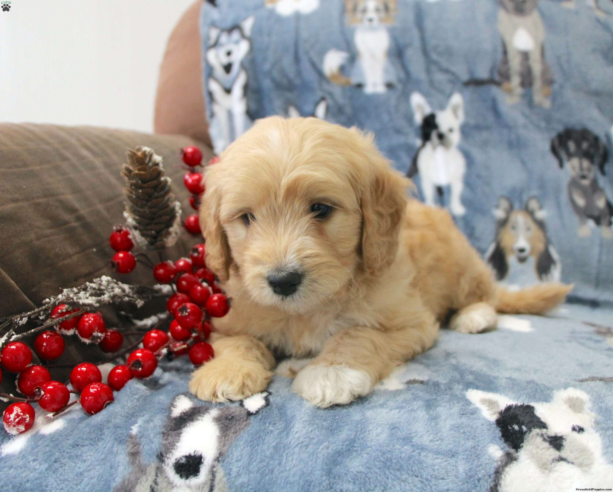 Krew - Cavapoo Puppy For Sale in Pennsylvania