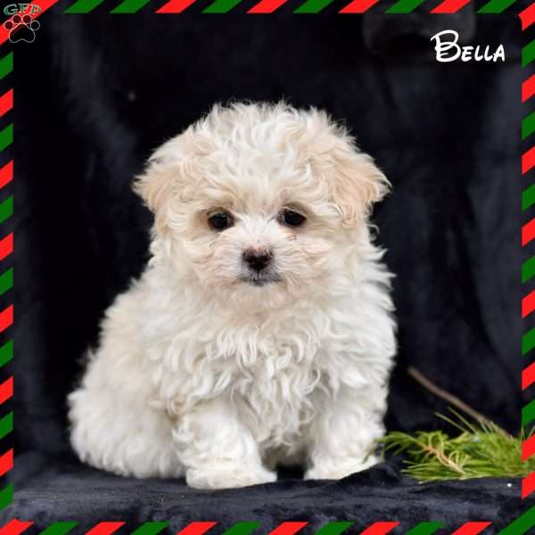 Bella, Forever Puppy