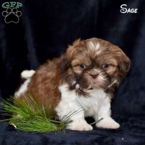 Shih tzu best sale greenfield puppies